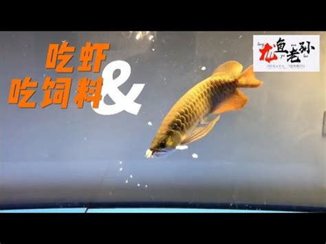 龍魚飼料推薦|龍魚 飼料｜優惠推